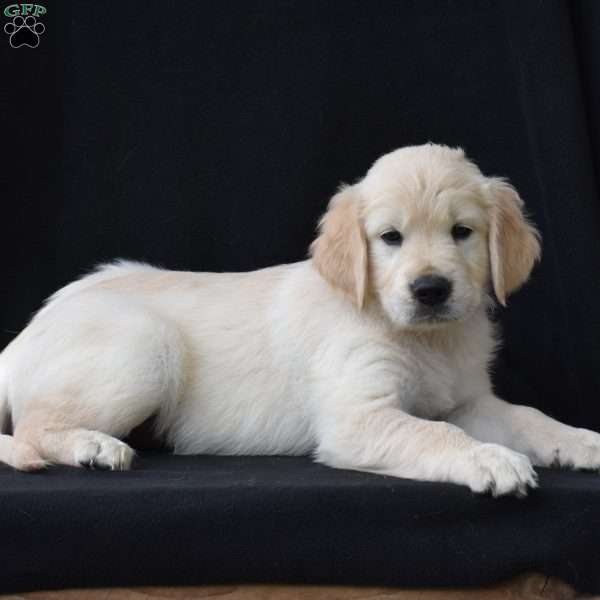 Tanner, English Cream Golden Retriever Puppy